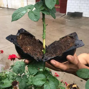 Lifesparking™ Air Layering Plant Propagator Pod
